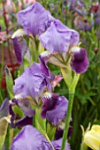 IRIS BILIOTTII EASTERN ANATOLIA