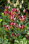 LILIUM MARTAGON RED RUSSIAN