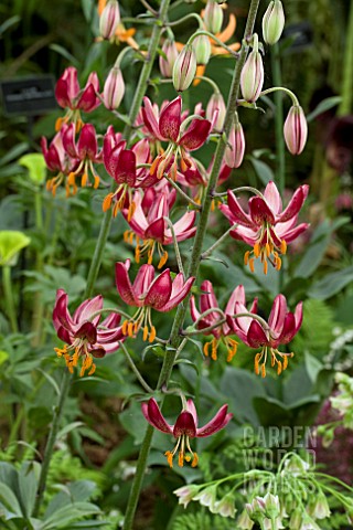 LILIUM_MARTAGON_RED_RUSSIAN