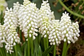 MUSCARI WHITE MARVEL