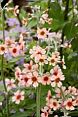 PRIMULA PULVERULENTA SALMON