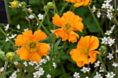 GEUM PRINCESS JULIANA