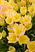 TULIPA ANTOINETTE