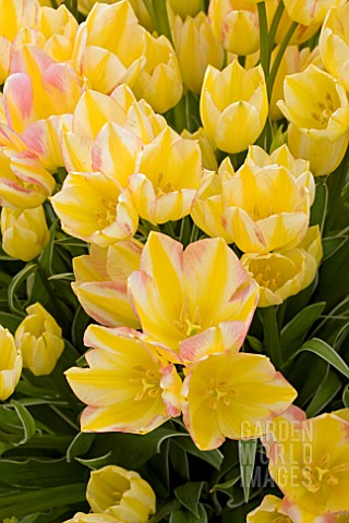 TULIPA_ANTOINETTE