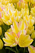 TULIPA ANTOINETTE