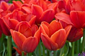 TULIPA COLEUR CARDINAL