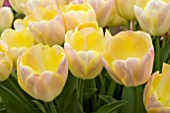 TULIPA WENDY LOVE