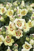 ANTIRRHINUM ANTIRINCA YELLOW