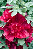 ALCEA CELEBRITIES CRIMSON