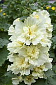 ALCEA CELEBRITIES LEMON