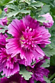 ALCEA CELEBRITIES PURPLE