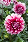 DAHLIA COLIMA PINK WHITE