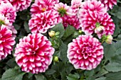 DAHLIA COLIMA PINK WHITE