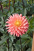 DAHLIA AVOCA COMANCHE (CACTUS)