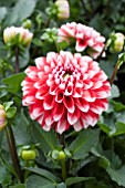 DAHLIA TAMPECO RED WHITE