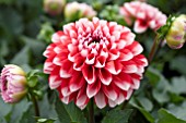 DAHLIA TAMPECO RED WHITE