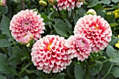 DAHLIA TAMPECO RED WHITE