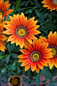 GAZANIA DAYBREAK BRONZE IMPROVED