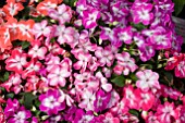 IMPATIENS SWIRL MIXED