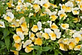 NEMESIA ANGELART PINEAPPLE