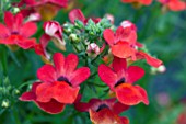 NEMESIA ANGELART STRAWBERRY