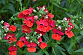 NEMESIA ANGELART STRAWBERRY