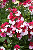 NEMESIA BICOLOUR WHITE BORDEAUX GIGGLES