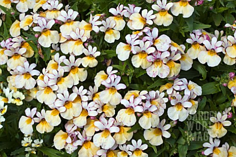 NEMESIA_SPICY_LIGHT_YELLOW_WITH_RED_SHADES