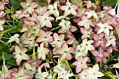 NICOTIANA CUBA F1 LIME PURPLE BICOLOUR