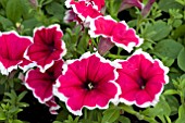 PETUNIA FORTUNIA PINK PICOTEE