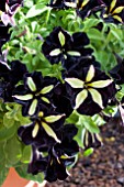 PETUNIA MYSTICAL PHANTOM