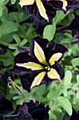 PETUNIA MYSTICAL PHANTOM