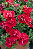 PETUNIA VIVA DOUBLE RED