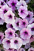 PETUNIA VIVA LILAC VEIN