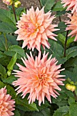 DAHLIA CHERWELL SKYLARK (CACTUS)