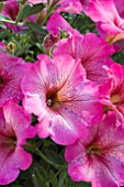 PETUNIA VIVA ROSE BLUSH