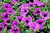 PETUNIA LILAC GREEN CIRCLE