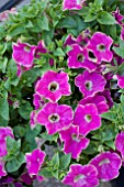 PETUNIA PINK GREEN CIRCLE