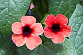 THUNBERGIA ARIZONA DARK RED