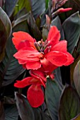 CANNA TROPICAL BRONZE