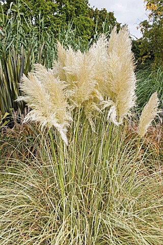 CORTADERIA_ALBOLINEATA