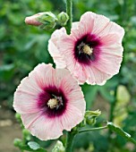 ALTHAEA HALO APRICOT