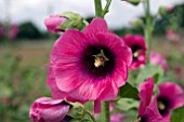 ALTHAEA HALO PURPLE