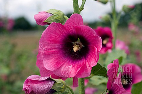 ALTHAEA_HALO_PURPLE