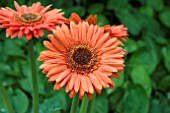 GERBERA YOSEMITE (LANDSCAPE SERIES)