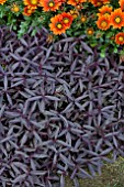 ALTERNANTHERA ROYAL TAPESTRY AND GAZANIA