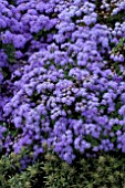 AGERATUM CHAMPION