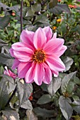 DAHLIA FASCINATION (DARK LEAVED DECORATIVE)