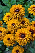 RUDBECKIA CHEROKEE SUNSET