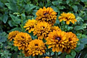 RUDBECKIA CHEROKEE SUNSET